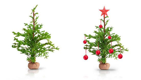 Two Little Christmas Trees Isolated on White with Shadow and Reflection