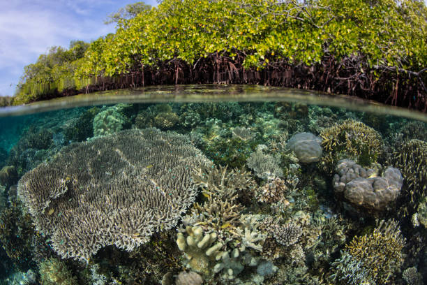 istock Healthy Corals Thrive at Edge of Mangrove Forest 1272255303