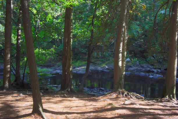 forest and river wildlife environment nature park landscape