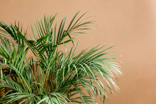 istock Exotic tropical green palm leaves, branchs on brown background with blank space for text. Flat lay, top view 1272256743