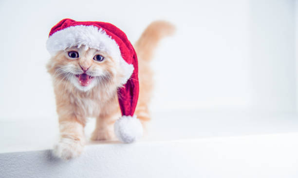 istock Funny Red Little Cat Wearing Santa's Hat 1272257748