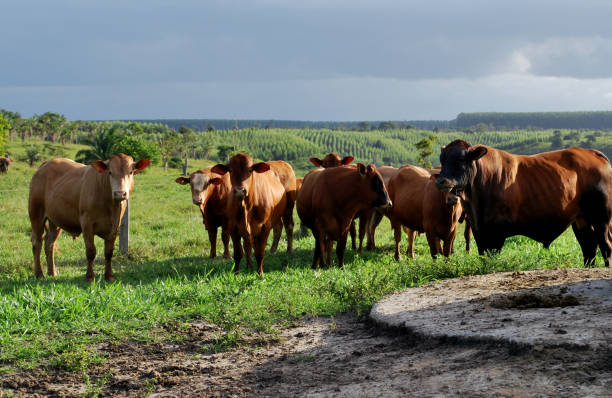 livestock farm in bahia eunapolis, bahia / brazil - june 8, 2009: cattle ranching on the farm in the city of Eunapolis, in southern Bahia. cattle fattening stock pictures, royalty-free photos & images