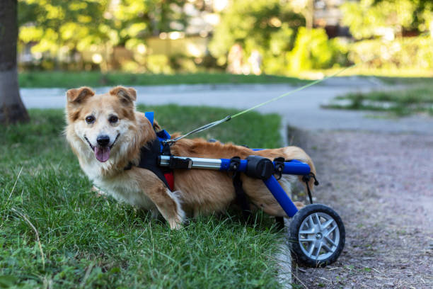 A dog with disability while walking in park. stock photo