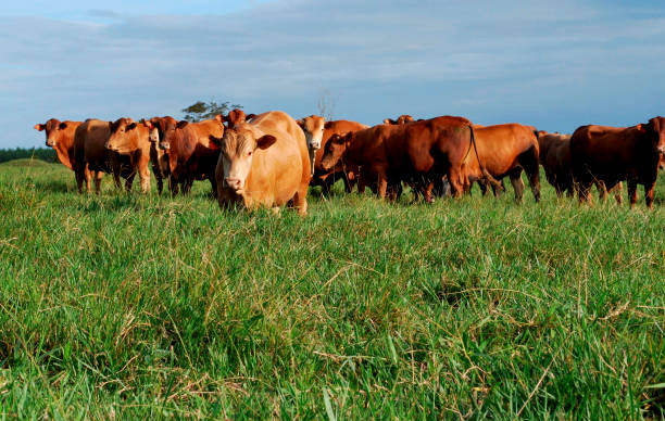 istock livestock farm in bahia 1272259083