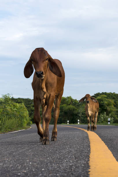 istock Cow on yellow line, paved road. 1272259383