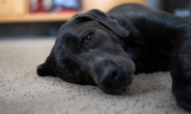 istock Chocolate lab laying on carpet 1272259674