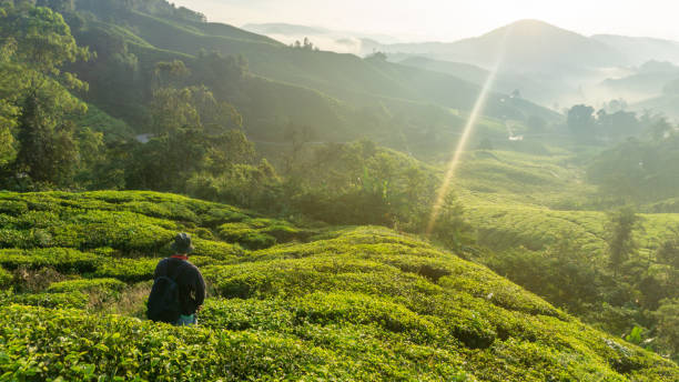 istock Man enjoying in the tea field plantations 1272259816