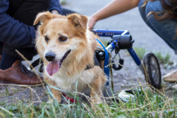 właściciele stawiają na wózku inwalidzkim swojego psa niepełnosprawnego. - wheelchair physical impairment disabled spinal zdjęcia i obrazy z banku zdjęć