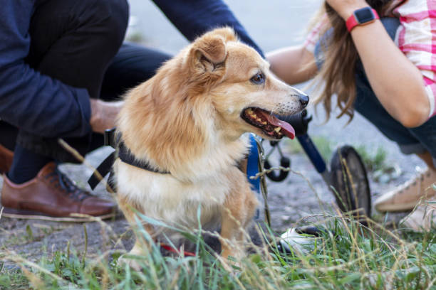 istock Owners put on a wheelchair their dog with disability. 1272260577