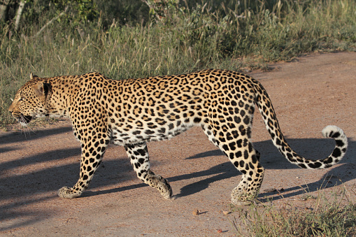 A Leopard Looking At Camera