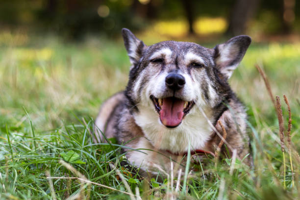 Portrait of happy senior dog with gray fur. stock photo