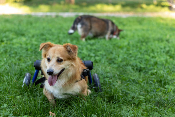istock Two senior dogs walking in park. 1272261119