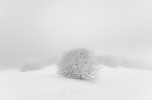 Landscape shot of a beautifully cold misty winters morning in Sweden, with snow on the ground and hoarfrost on the trees. Grey skies with very low contrast light. Black and white image.