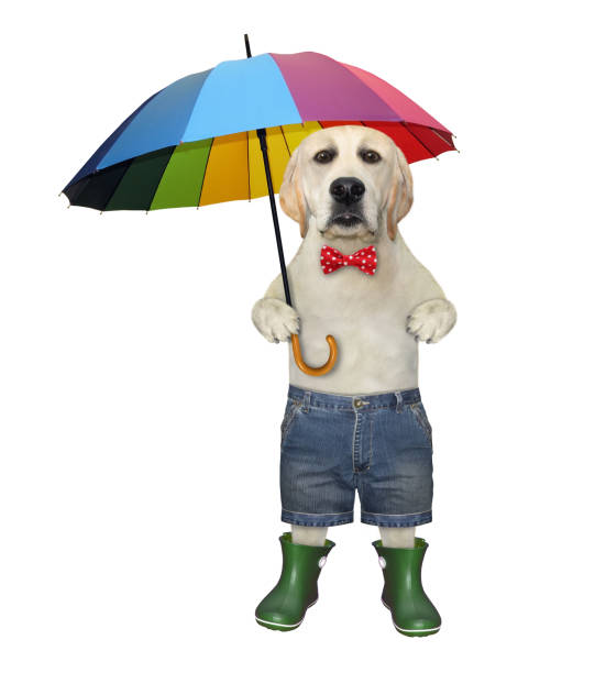 istock Dog in boots with umbrella 1272261373