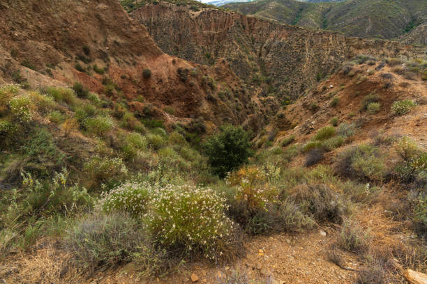 ravine in mountainous area with vegetation