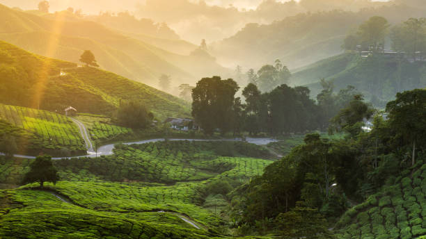 istock Tea plantation in Malaysia 1272262450