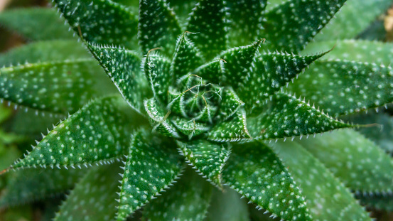 Tight shot of succulent plant from top view