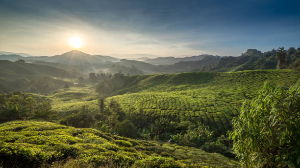 paysage de plantation de thé en malaisie - winding road country road lane tea crop photos et images de collection