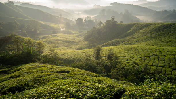 paysage de plantation de thé de cameron highlands malaisie - winding road country road lane tea crop photos et images de collection