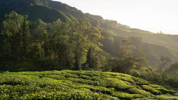 plantation de thé en malaisie - winding road country road lane tea crop photos et images de collection