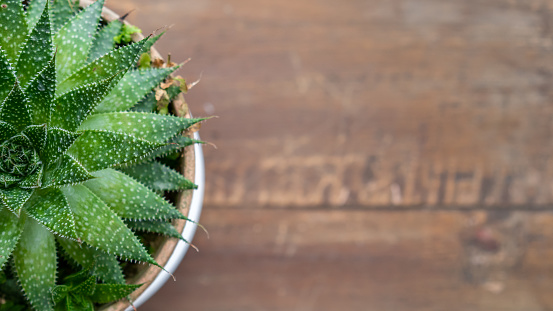 Medium shot of half a succulent plant in a pot on table from top view