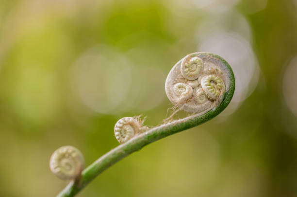 istock Young shoots of ferns 1272263576