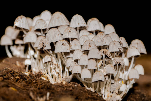 istock Group of wild mushrooms 1272263626