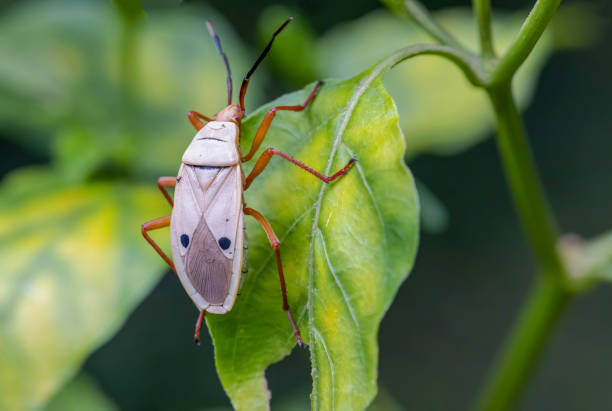 istock Beautiful polka dot insects 1272263696