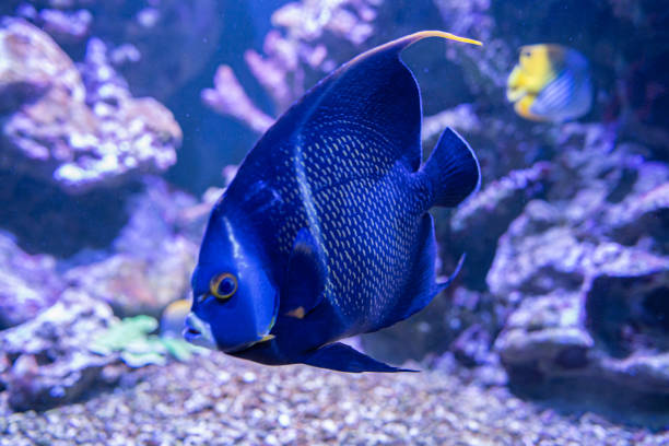 istock fishes of coral reef 1272263838