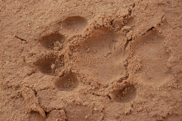 istock A day old lion track in the sand. 1272263845