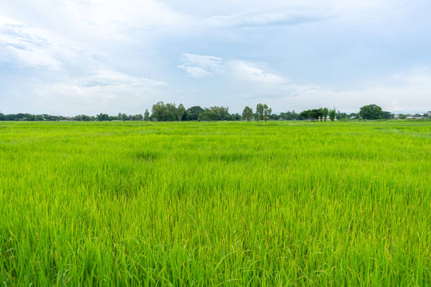 istock Green rice field with mountains at time sunset. 1272263869