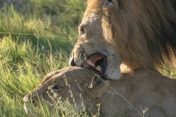istock A wild male lion bites the female lion while mating with her. 1272263975