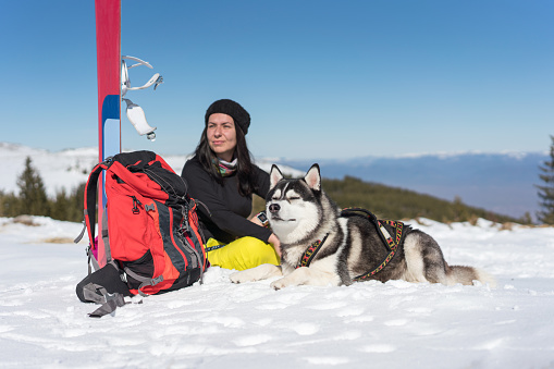 Siberian husky lying on the snow, relaxing and enjoying the sun in the mountains