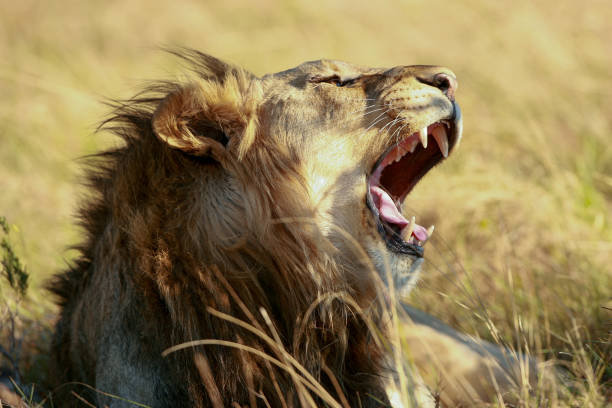 istock A wild male lion showing his teeth while yawning. 1272265235