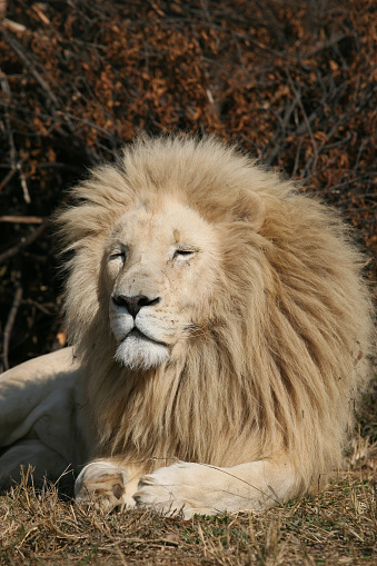 A close up image of a white male lion. The lion was photographed in the Kruger National Park in South Africa.