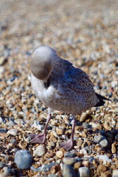 istock Young seagull cleaning their feathers 1272265553