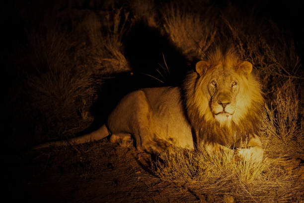 istock A close up image of a male lion 1272265586
