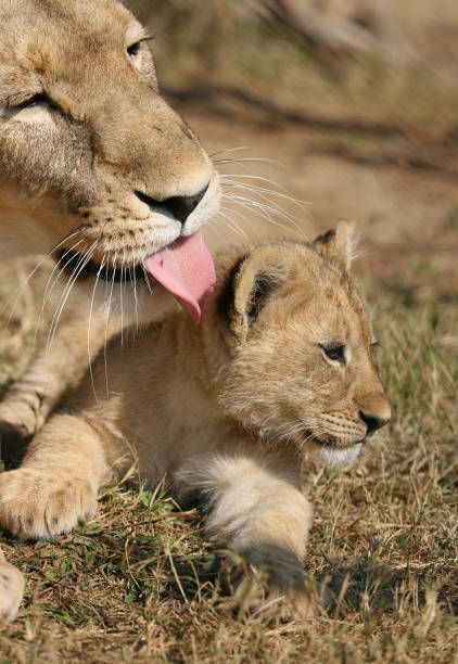A lioness licks her baby lion cub. The lion was photographed in the Kruger National Park in South Africa.
