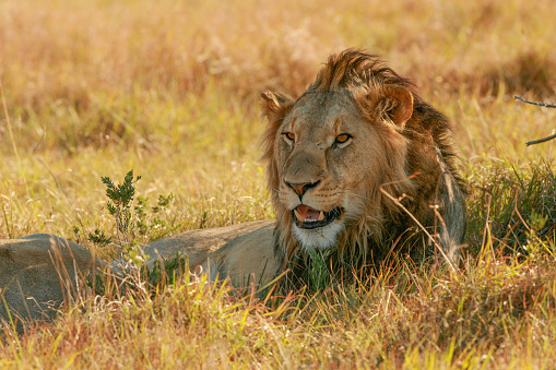 Lion on safari in Kenia and Tanzania