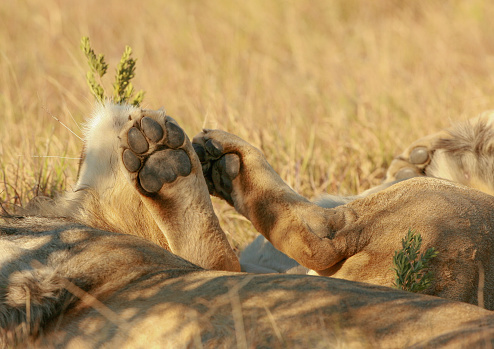 A close up of a wild lion paw sticking in the air as she is asleep. The wild lion is lying in the shade of a tree in the African savannah.