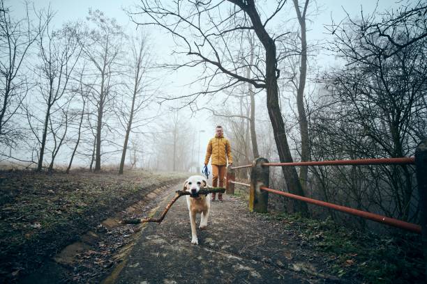 hombre con su perro caminando en la acera en la niebla - frost winter tree cold fotografías e imágenes de stock