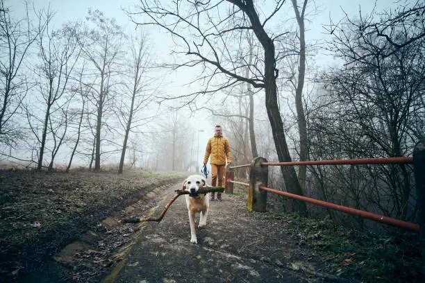 Photo of Man with his dog walking on sidewalk in fog