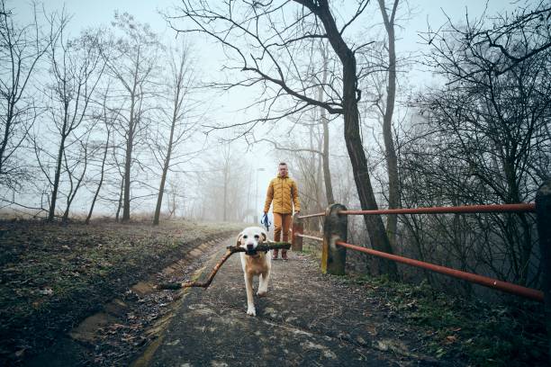 мужчина с собакой гуляет по тротуару в тумане - winter hiking стоковые фото и изображения