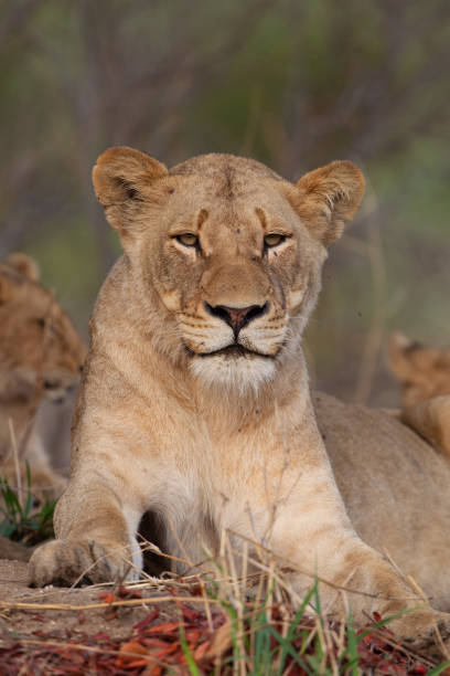 istock A close up of a wild lioness 1272266964