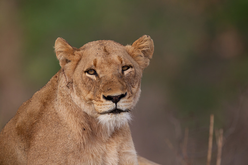 Asiatic Lion in a national park in India. These national treasures are now being protected, but due to urban growth they will never be able to roam India as they used to.