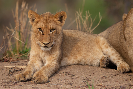 A wild lion cub relaxing in the Kruger National Park in South Africa. The lions roam freely in the park.