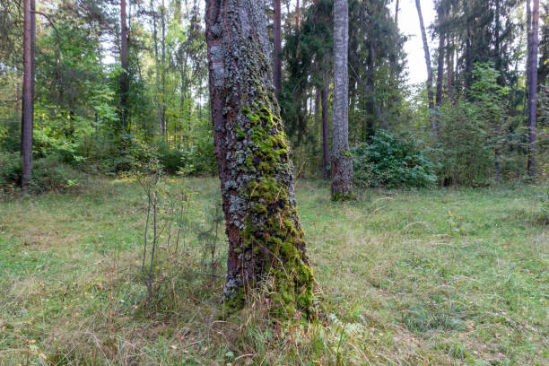 istock Birch tree trunk in green moss growing in summer forest 1272267738