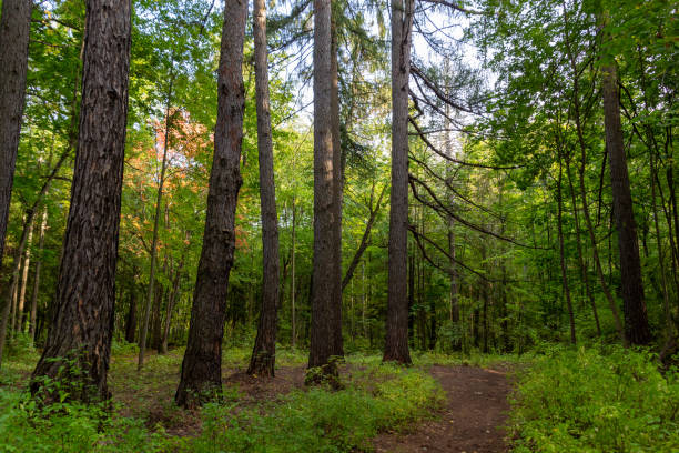 istock Old abandoned park in september sunny day with big trees, flower bed, path 1272267883
