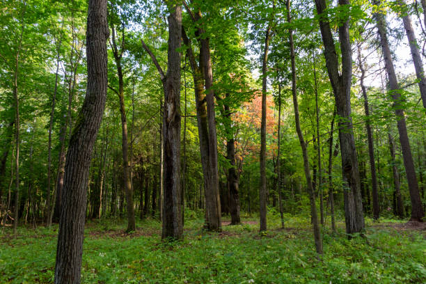 istock Old abandoned park in september sunny day with big trees, flower bed, path 1272267885