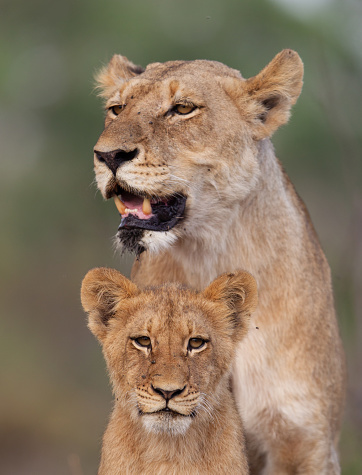 A lioness and her baby lion cub in the Kruger National Park in South Africa.